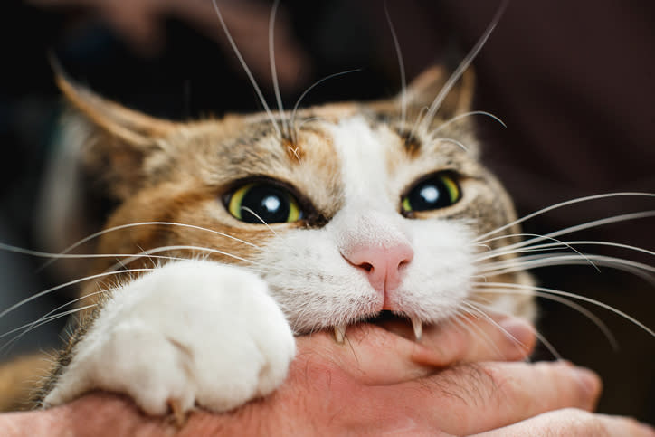 a cat gnawing on a person's hand