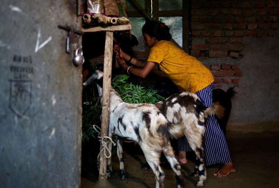 Parwati hangs foliage for her goats inside her house (Reuters)