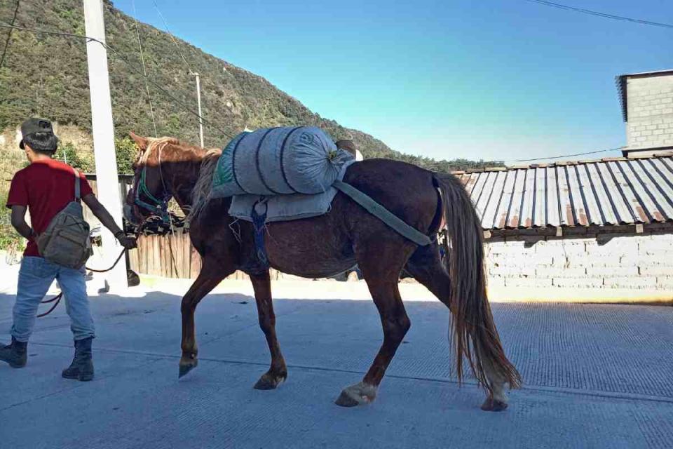 Ayahualtempa autodefensas niñez