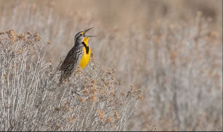 Western Meadowlark.