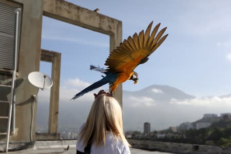 A macaw takes off from Carmen Borges' head at a rooftop of a building in Caracas