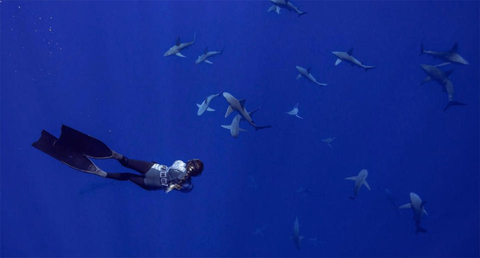 The shark diver is often seen swimming with a company of sharks, including tiger sharks