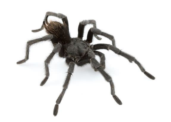 An adult male of Aphonopelma johnnycashi, a new tarantula species named for country singer Johnny Cash.