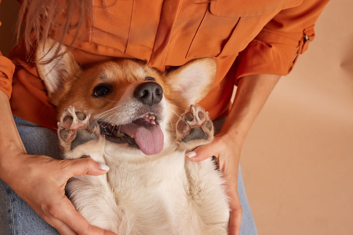 A happy corgi being held by its human mama<p>sergey kolesnikov via Shutterstock</p>