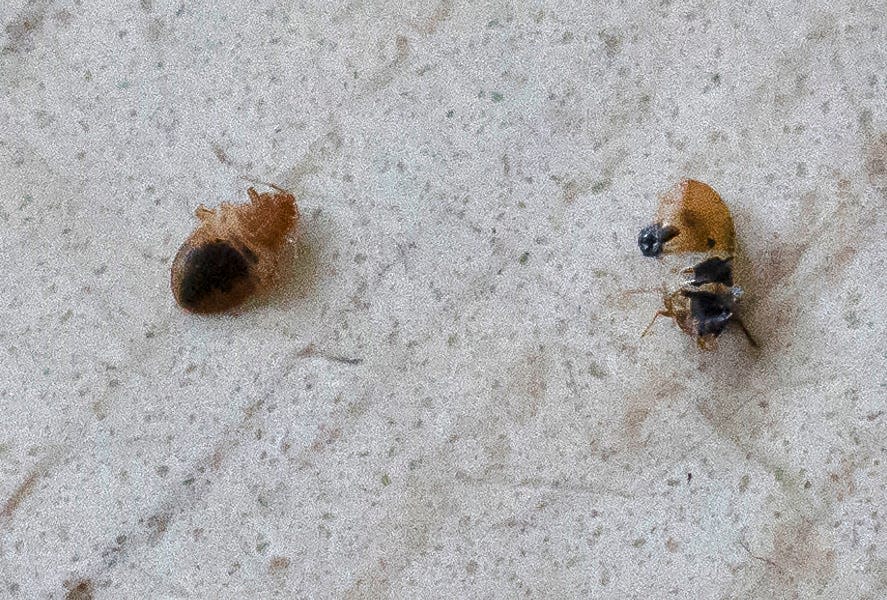 Bed bugs often hide in the creases of Douglas Jenkins' chairs, in his bed, and in the carpet in his apartment at the Richard G. Lugar Tower. Seen here are some dead ones on the floor, Wednesday, May 11, 2022. These are small, but they plague Jenkins' with lots of bites. The federally-funded Indianapolis Housing Agency apartment building is showing signs of the agency's mismanagement.