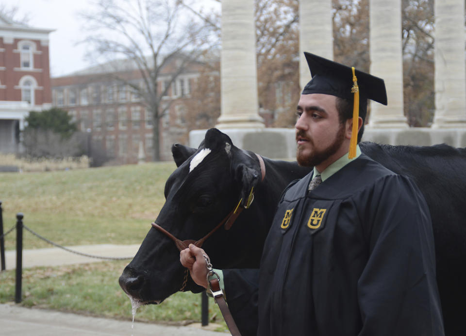 In this Thursday, Dec. 13, 2018 photo, senior animal sciences major Massimo Montalbano, and Amelia, a three year old cow, right, walk on the campus of University of Missouri in Columbia, Mo. Montalbano, brought the towering dairy cow Amelia to join his commencement photo shoot. Montalbano worked with cattle throughout his undergraduate studies with the university's Foremost Dairy Research Center. (Liv Paggiarino/Missourian via AP)