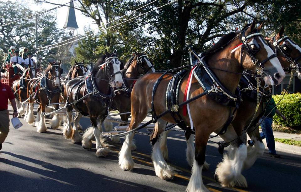 The Anheuser-Busch Clydesdales make their way up Porter Street in Ocean Springs. The team of horses return to South Mississippi for Thunder Over the Sound Airshow April 29-30 and parades.