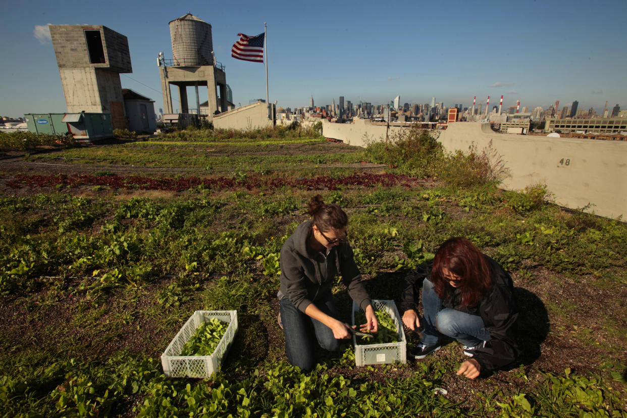 The Brooklyn Grange has a 40,000-square-foot commercial rooftop garden in the New York City borough of Queens.&nbsp; (Photo: Carolyn Cole via Getty Images)