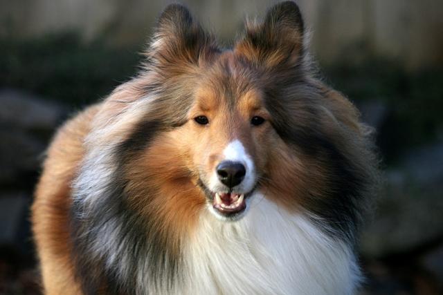 12 Rough Collies (aka Lassie) - Best Dog Breed Ever! ideas