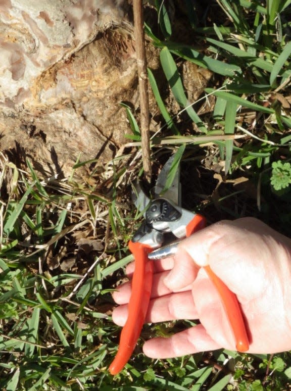 Remove sprouts from the base of crape myrtles.