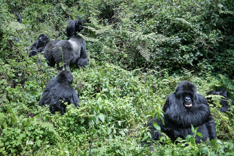 Mountain gorilla's from the Muhoza family move towards their nest at the Volcanoes National Park, Rwanda, on October 29, 2021. With hundreds of mountain gorillas in residence, the Volcanoes National Park in Rwanda is a conservation triumph. But this resurgence is not without consequences, as the majestic creatures now struggle for space to grow and thrive.
Thanks to this revival, the mountain gorilla, known for its thick, shiny fur, is now listed as 