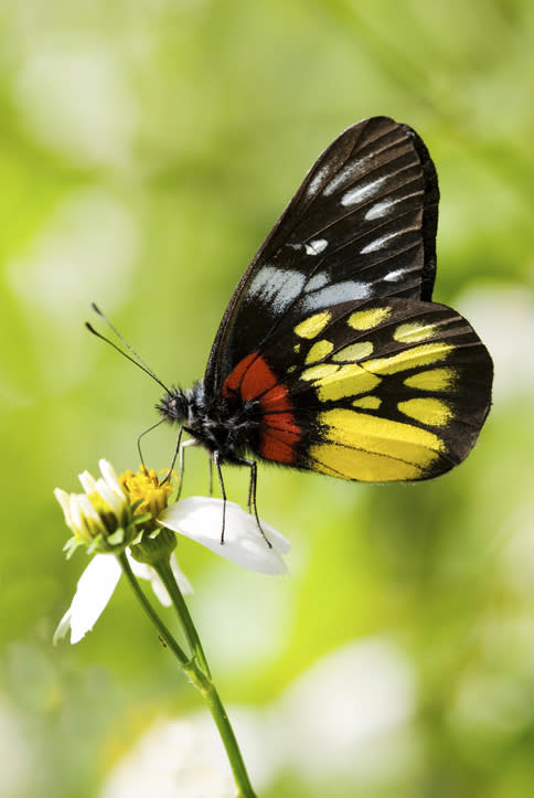 蝴蝶屍體丨蝴蝶屍體引網民熱議 屬自然現象還是另有原因？