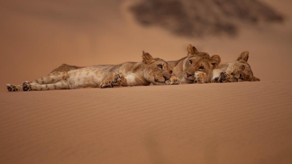 'Desert Phantoms - Surviving the Skeleton Coast'