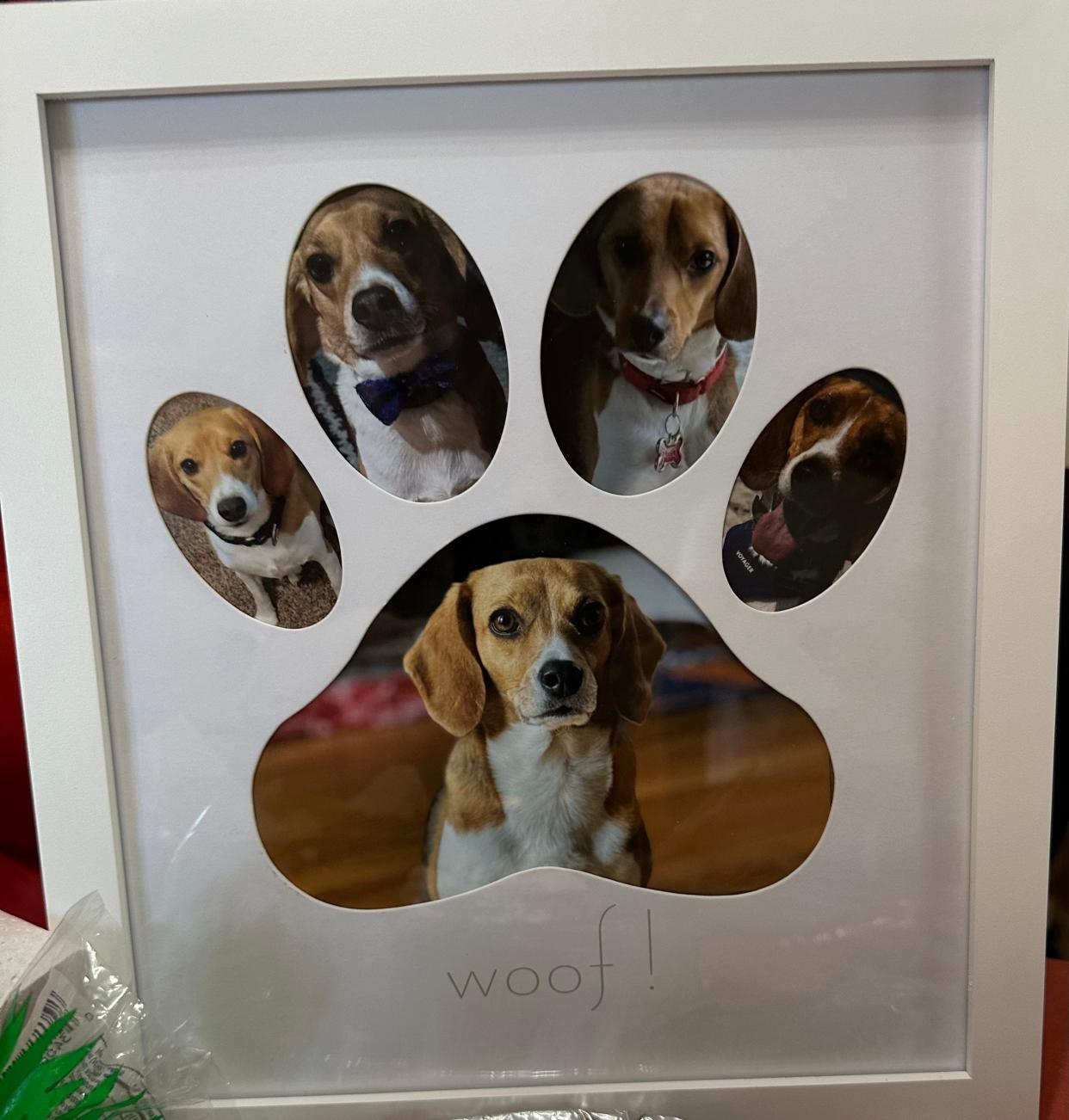 The beagles have been adopted by loving families.
