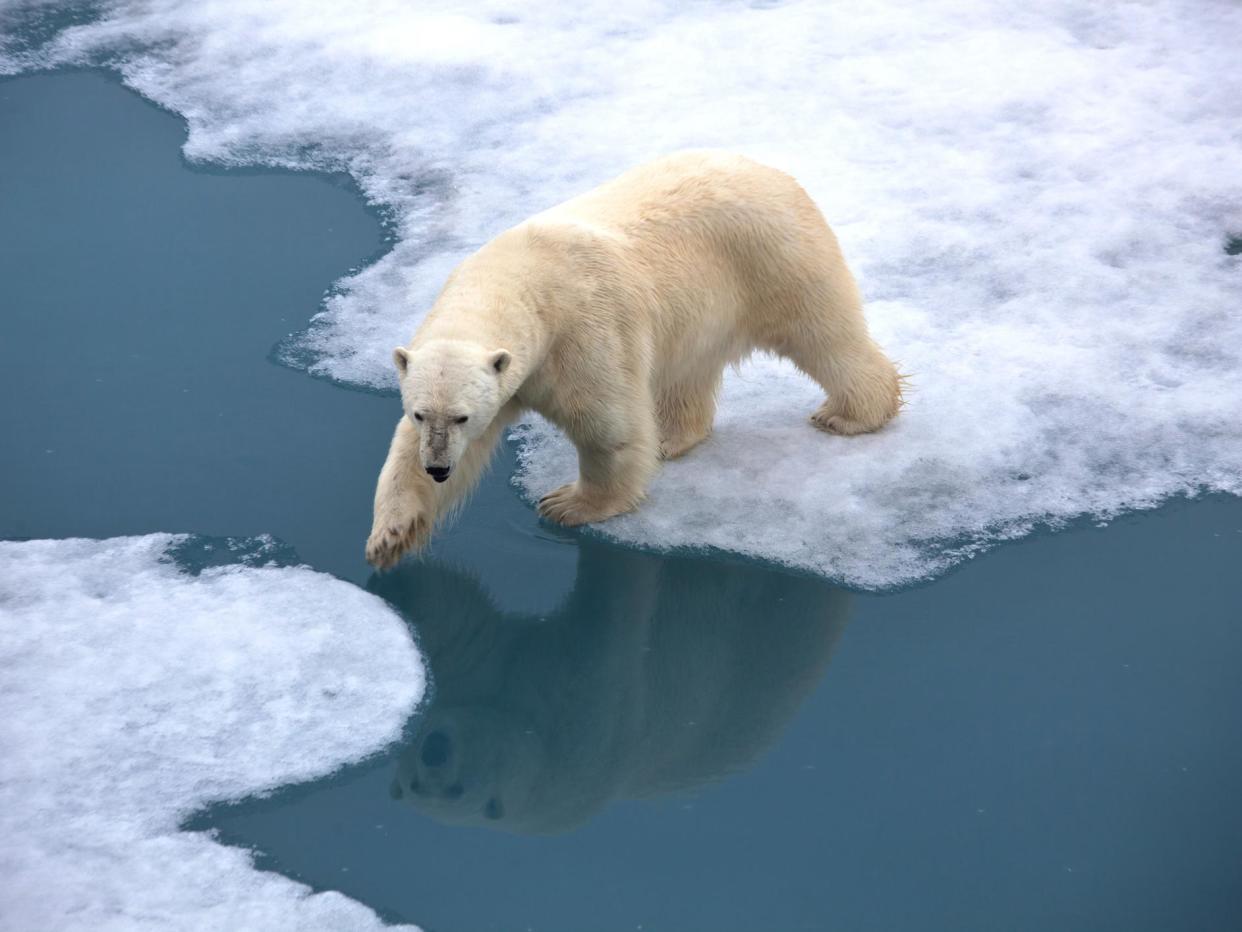 Significant reductions in sea ice pose a threat to the animals that call the Arctic their home: Sepp Friedhuber/Getty Images