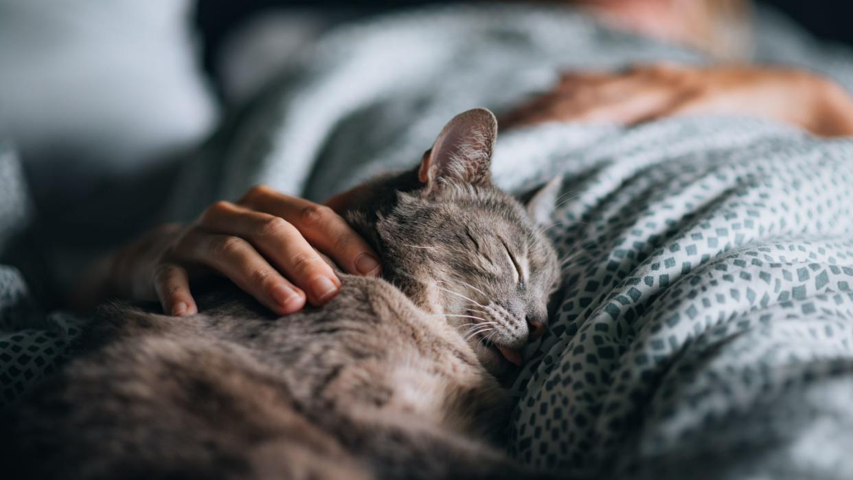 American shorthair sleeping with owner