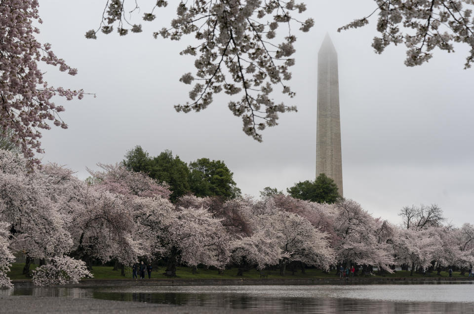 Yoshino Cherry trees surrounding the Tidal Basin bloom on a rainy Sunday, March 28, 2021, in Washington, D.C., as clouds obscure the top of the Washington Monument.  / Credit: Carolyn Kaster / AP