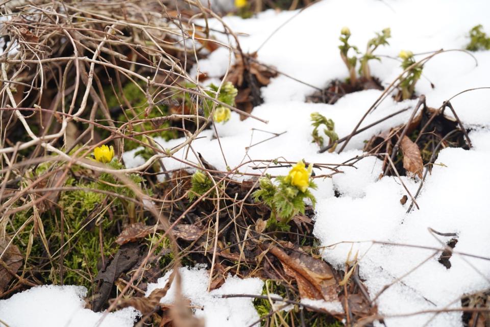 冬末春初，從雪地裡展露花顏的花草。