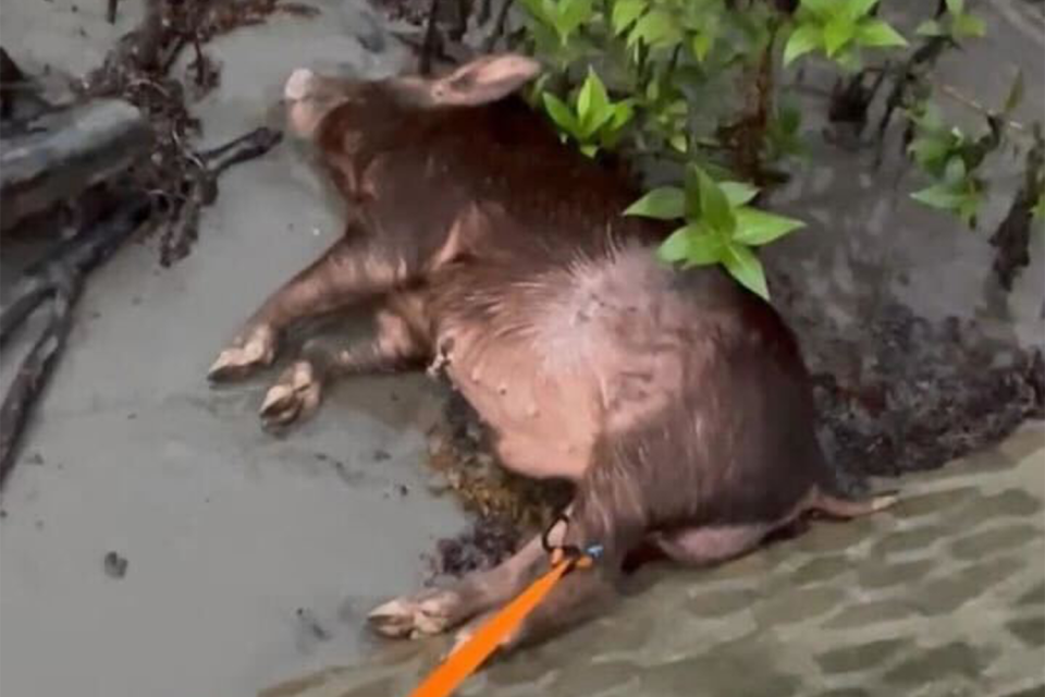 <p>Earlier in the year, this pig was found with its leg tied to the boat ramp. Source: Supplied</p>
