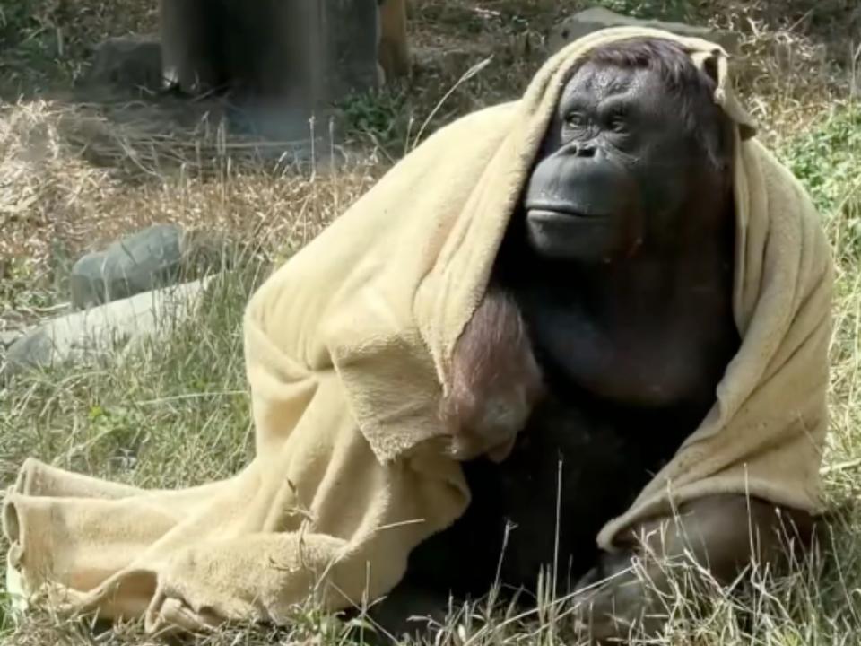 超強寒流來襲，高雄壽山動物園紅毛猩猩「咪咪」冷到自己蓋小被被。（截自影片。壽山動物園提供）