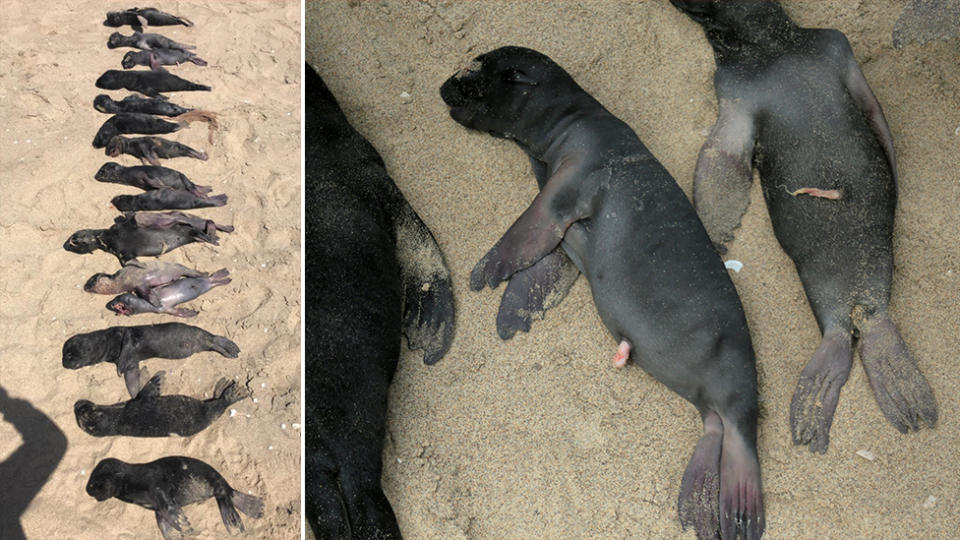 It is not uncommon for seals to abort a pregnancy, however the scale of which it has happened off the Namibian coast is concerning to experts. Source: Namibian Dolphin Project/Namibian Dolphin Project