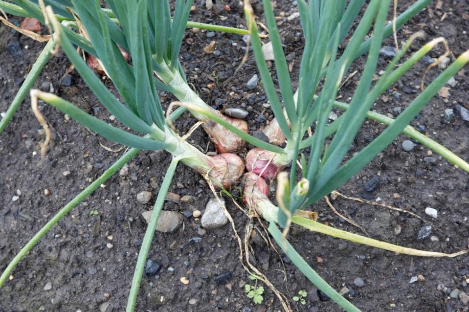 Shallots grow in garden