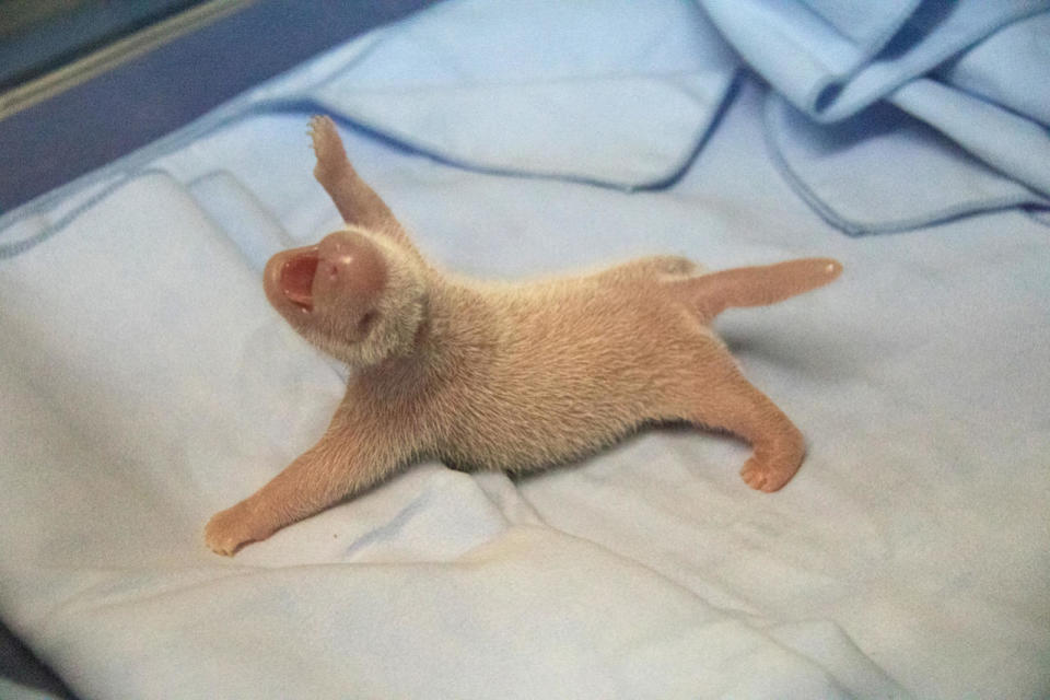 <p>In this image released by the Zoo Aquarium de Madrid, a newly born giant panda cub lies in a cot where vets examined her, at the Madrid zoo, Aug. 31, 2016. There’s a new giant panda in Madrid, and it’s the first female in the history of the Spanish capital’s zoo. The zoo said Hua Zui Ba gave birth just before dawn Wednesday to a cub weighing 180 grams. The zoo says the cub is “well formed, very active and has excellent vital signs.”. (Photo: Zoo Aquarium de Madrid/AP)</p>