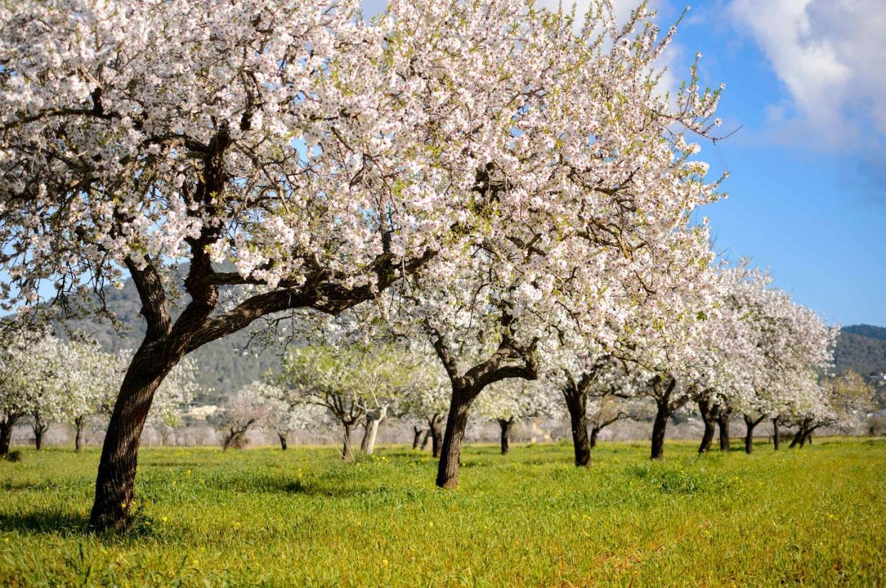 Almendros en flor en la isla de Ibiza (España). <a href="https://www.shutterstock.com/es/image-photo/almond-trees-ibiza-spain-1683574639" rel="nofollow noopener" target="_blank" data-ylk="slk:Jotapg / Shutterstock;elm:context_link;itc:0;sec:content-canvas" class="link ">Jotapg / Shutterstock</a>