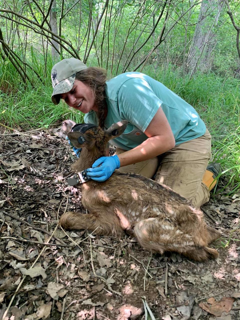 Avery Corondi collars a new-born elk calf.