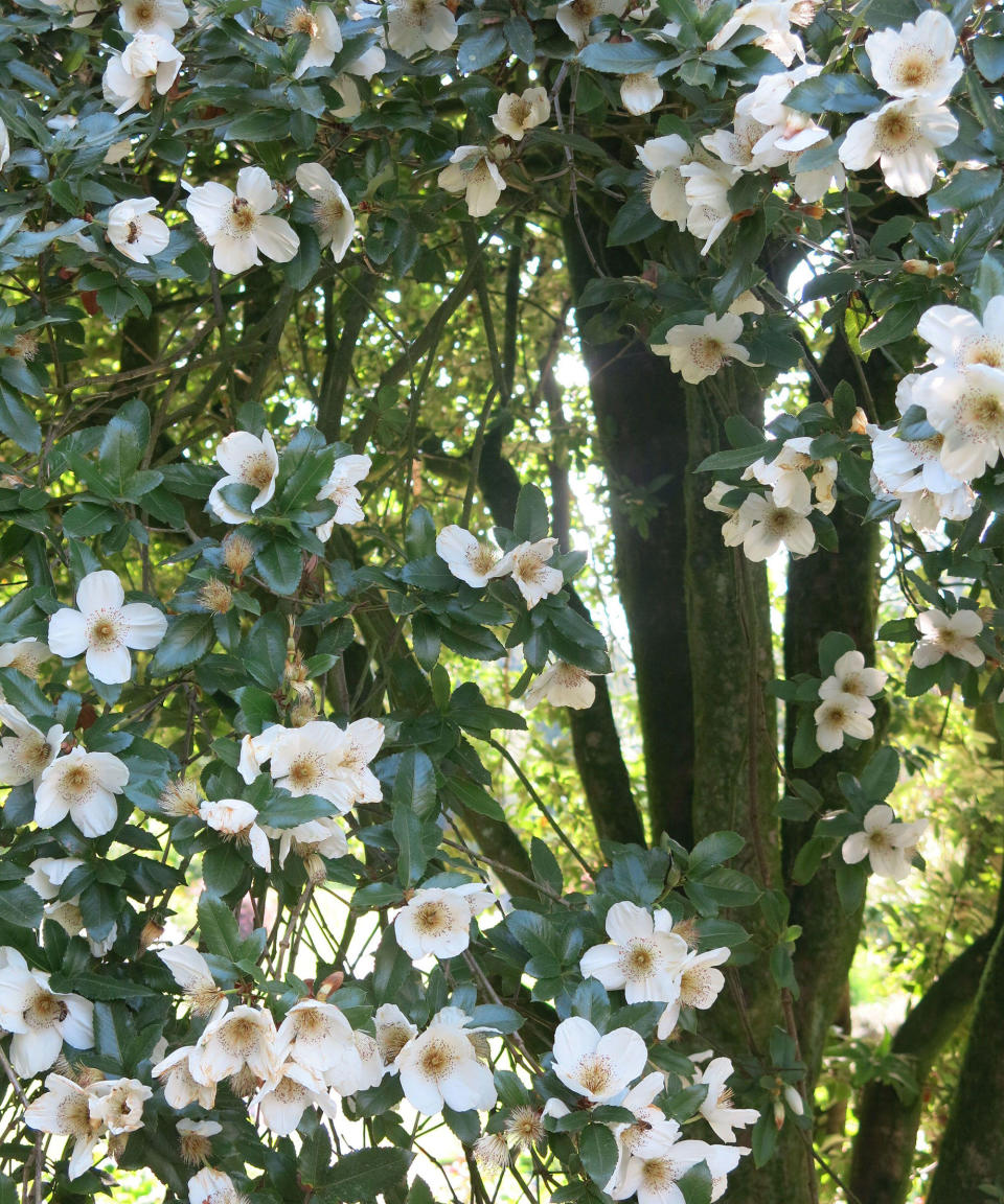 7. EUCRYPHIA NYMANSENSIS