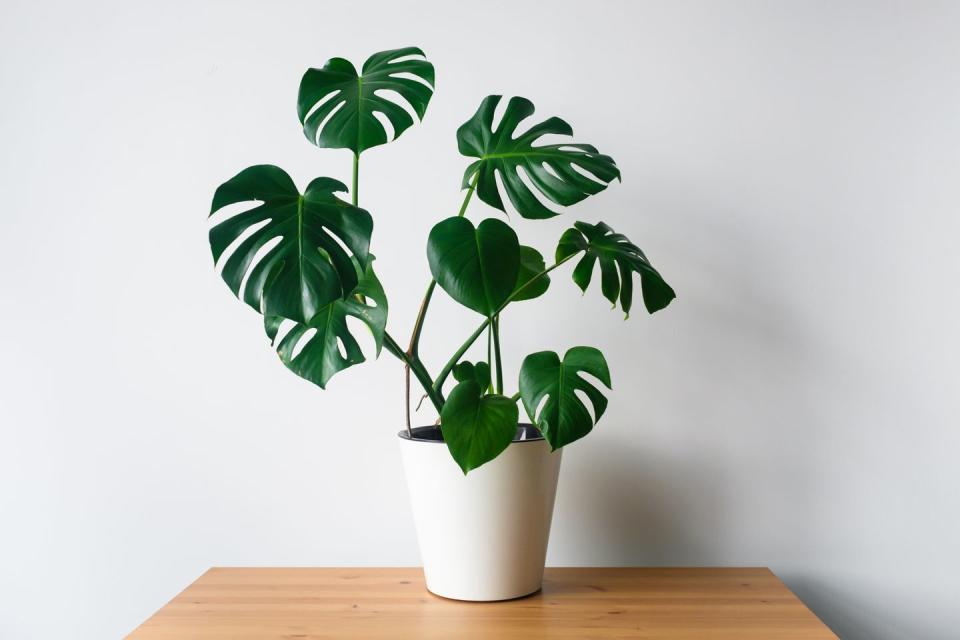 6) Monstera