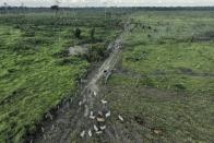 Cattle walk along an illegally deforested area in an extractive reserve near Jaci-Parana, Rondonia state, Brazil, Wednesday, July 12, 2023. Meat processing giant JBS SA and three other slaughterhouses are facing lawsuits seeking millions of dollars in environmental damages for allegedly purchasing cattle raised illegally in the area. (AP Photo/Andre Penner)