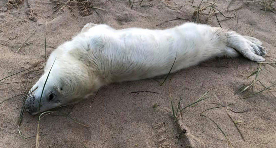 Dead seal on English beach after it died because its mum was blocked by people standing around.