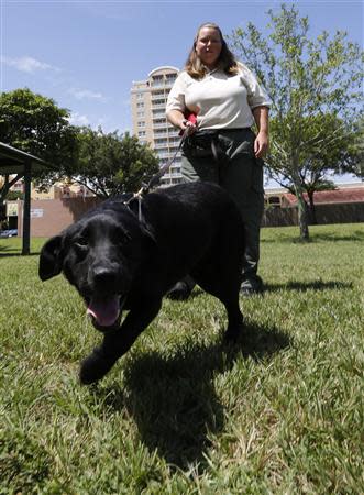 U.S. Department of Agriculture training specialist Jodi Daugherty walks with 'Bear', a dog trained to detect the Giant African Land Snail, at a news conference about successes in attempts to eradicate the pest in Miami, Florida August 29, 2013. REUTERS/Joe Skipper