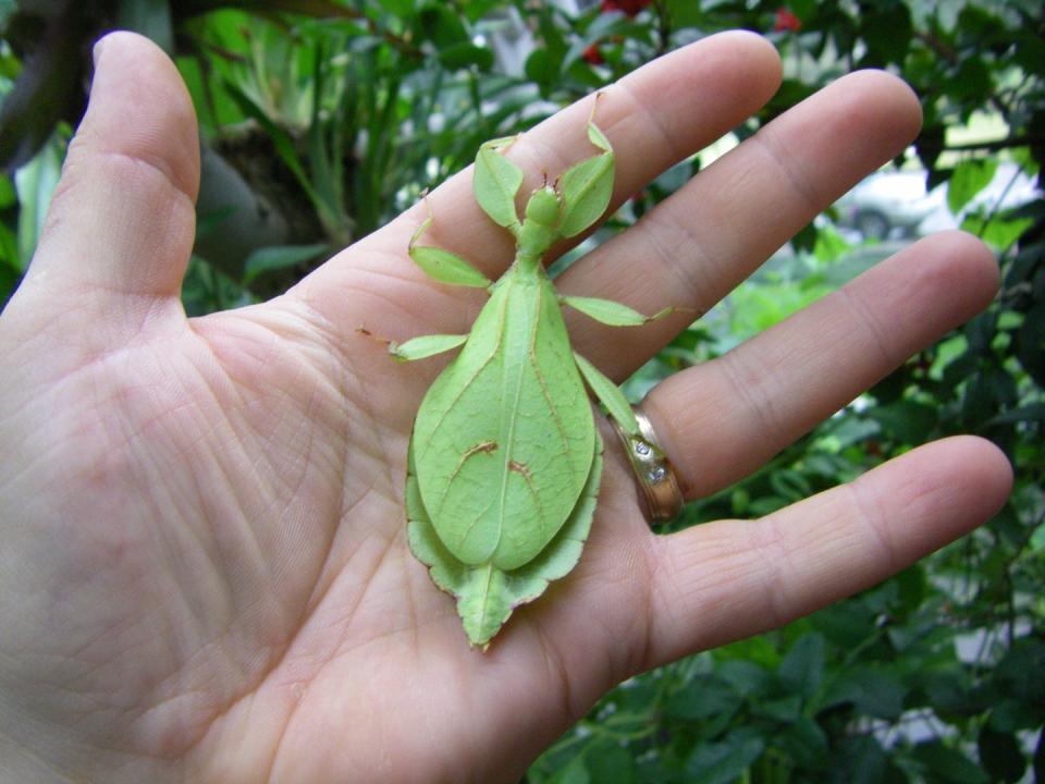 8) Gray’s Leaf Insect