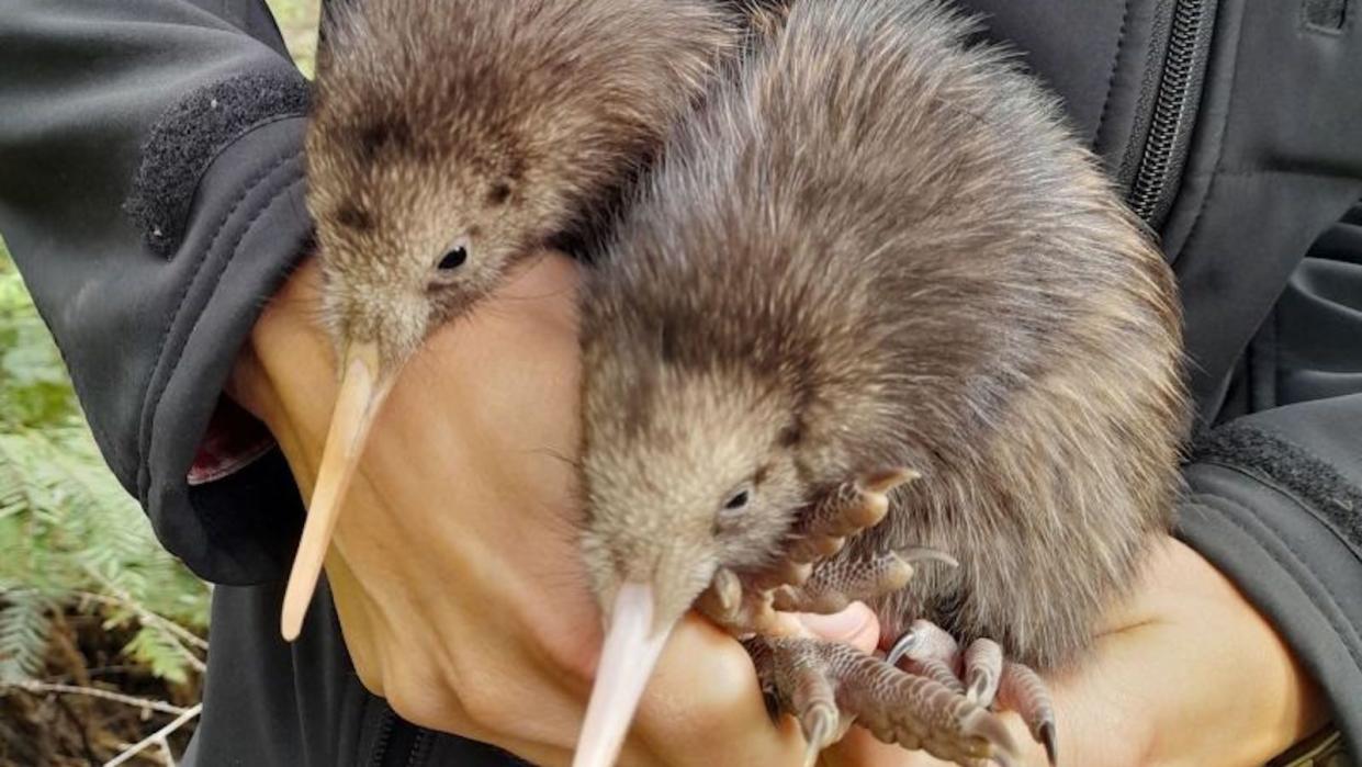 Nacen dos pájaros kiwi en la capital de Nueva Zelandia por primera vez en más de un siglo