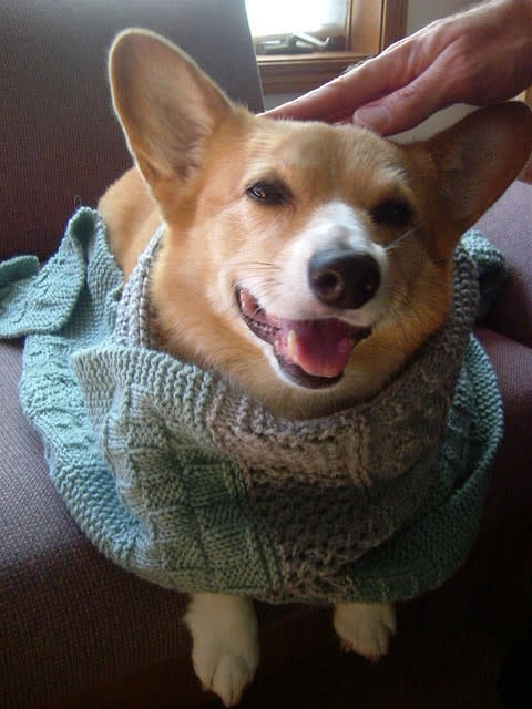 Cozy Corgi