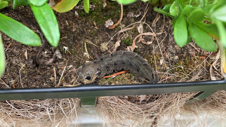 The caterpillar in more natural surroundings. Source: Australscope/ JamPress