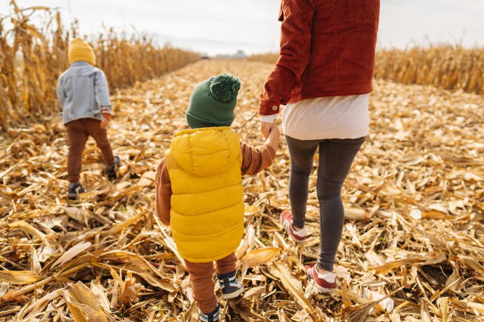 7) Take a walk through a corn maze.