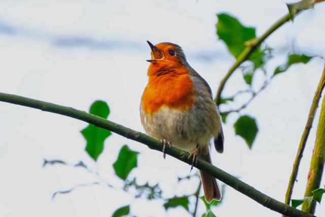 Who, what, why: How aggressive are robins? - BBC News