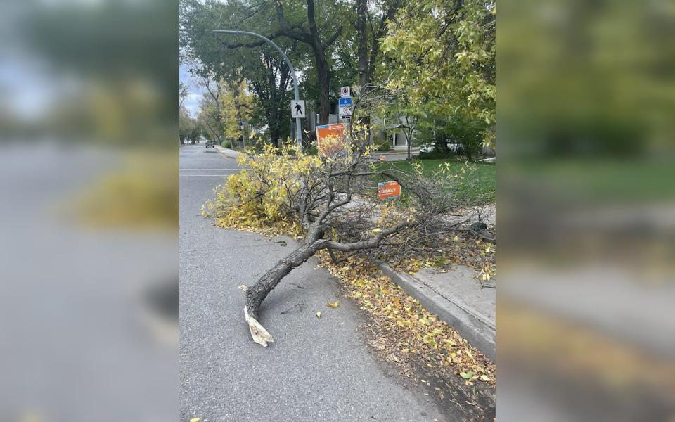 A tree branch lies on Victoria Avenue in Regina after heavy winds on Saturday, Oct. 5, 2024.