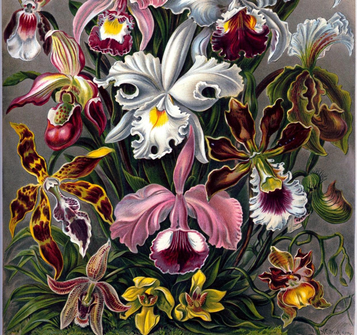 Lámina litográfica en color de la obra 'Kunstformen der Natur' de Ernst Haeckel, de 1899, que muestra una representación artística de distintas variedades de orquídeas: <a href="https://commons.wikimedia.org/wiki/File:Haeckel%27s_Orchids.jpg" rel="nofollow noopener" target="_blank" data-ylk="slk:Wikimedia Commons;elm:context_link;itc:0;sec:content-canvas" class="link ">Wikimedia Commons</a>