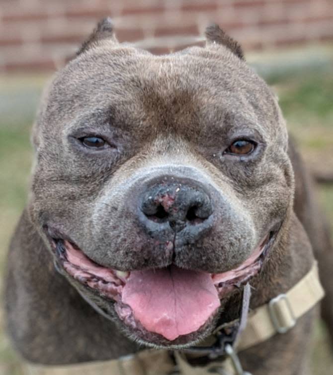 Pet of the Week Tazz is a cute dog who has the biggest smile&#xa0;for everyone.
