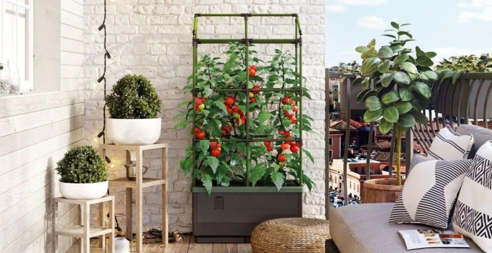 A self-watering tomato trellis can adorn a balcony or patio.