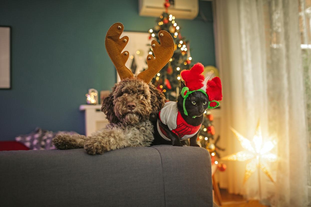 Lagotto Romagnolo puppy and black cat posing with antlers at Christmas time.