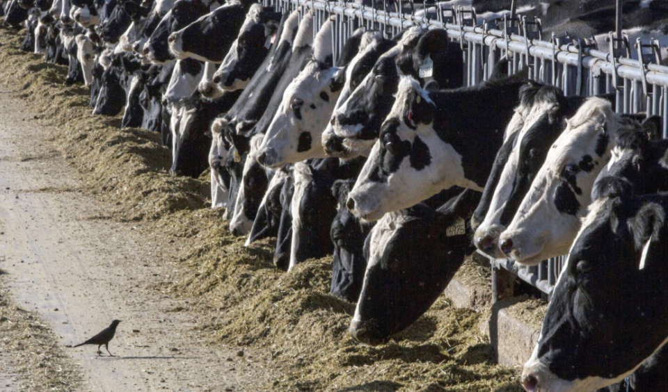 美國疾控中心公布，德州一名乳牛工人懷疑接觸染病牛隻時，感染H5N1禽流感，是全球首次有人類經哺乳類動物感染禽流感，亦是美國發現的第二宗人類感染H5N1病毒個案。（資料圖片）