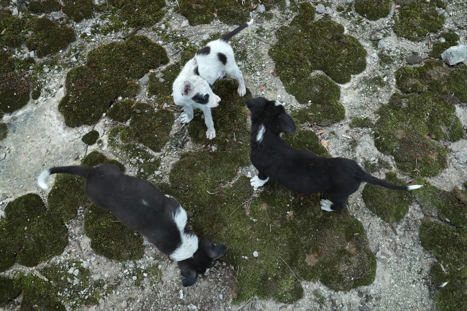 Stray puppies play among moss in an abandoned, partially-completed cooling tower inside the exclusion zone at the Chernobyl nuclear power plant on August 18, 2017.