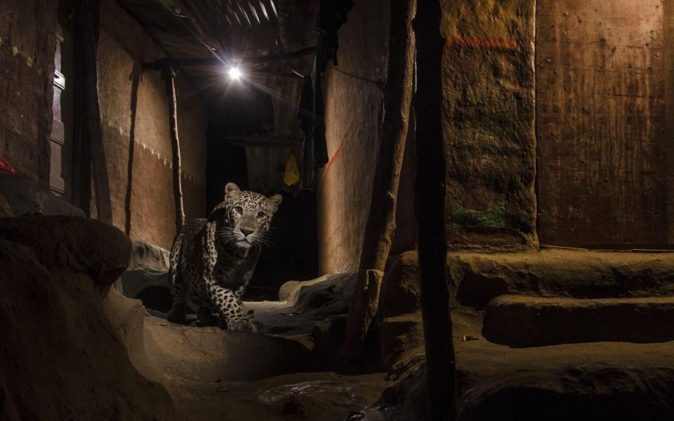 As cities expand to meet national parks, humans and big cats have merged their living spaces - Nayan Khanolkar/Wildlife Photographer of the Year/WENN