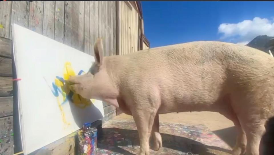 The pig made international headlines for selling its “WILD AND FREE” work of art to a German buyer for over $25,000 in 2021. Farm Sanctuary SA / CATERS NEWS