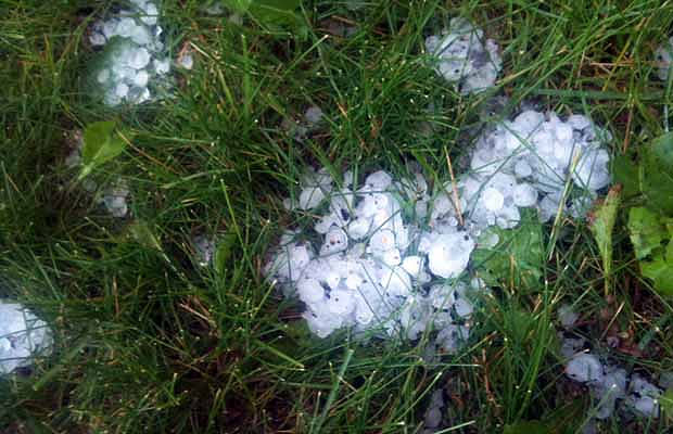 Chunks of hail in the grass following a big storm in the Duggan neighbourhood of Edmonton.